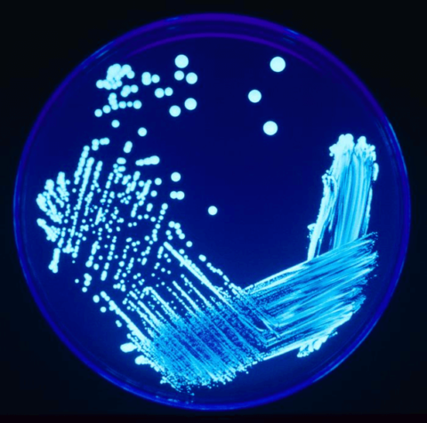Acreditación para análisis rápido de Legionella pneumophila